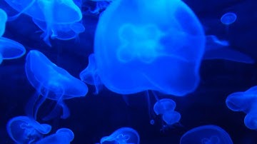 سورة الأنفال كاملة بصوت الشيخ حاتم فريد الواعر