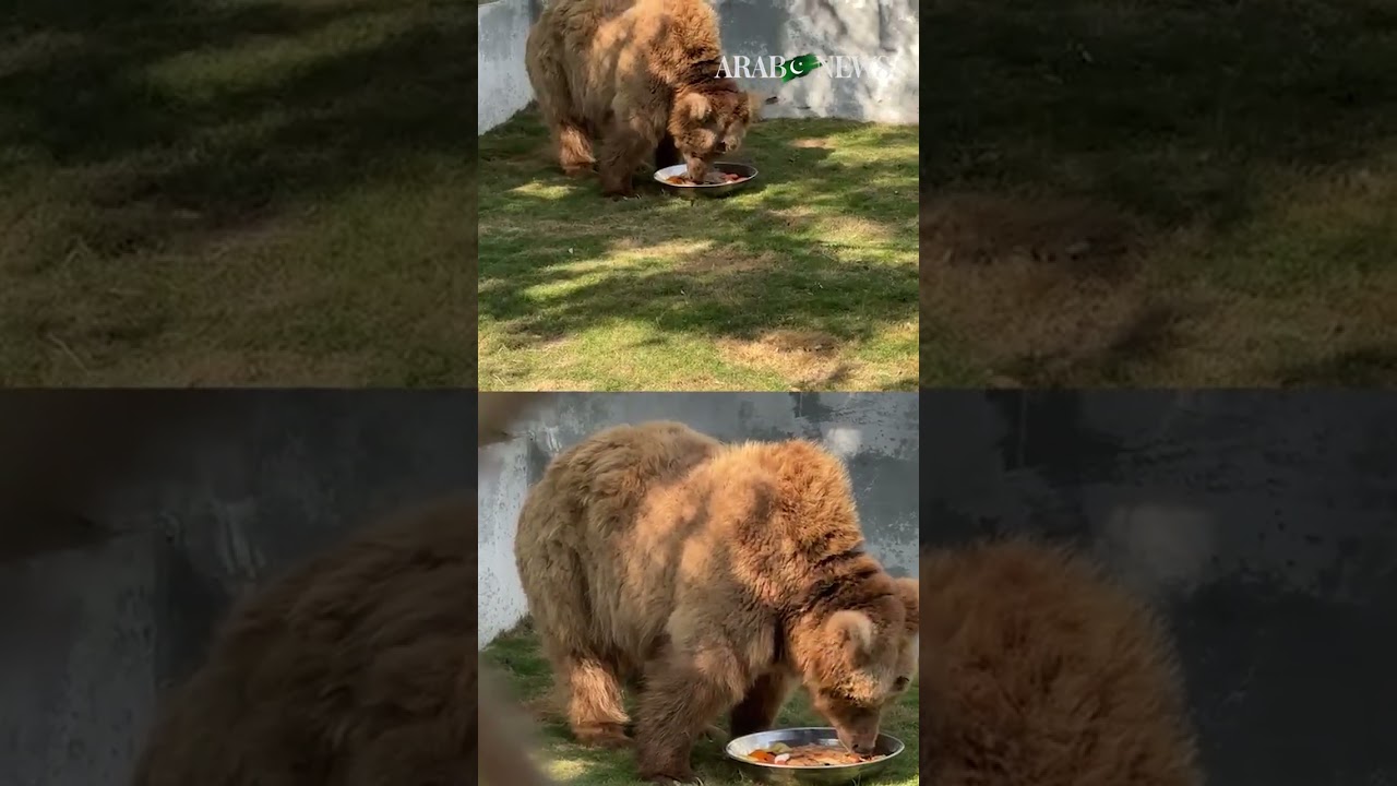 Brown bear Rano relocated to Islamabad from Karachi Zoo after welfare outcry