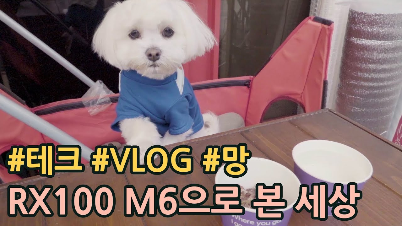 🤳 [#VLOG] 소니 RX100 M6으로 본 세상, 그리고 하루 일상 | 브이로그 카메라 추천 🎬