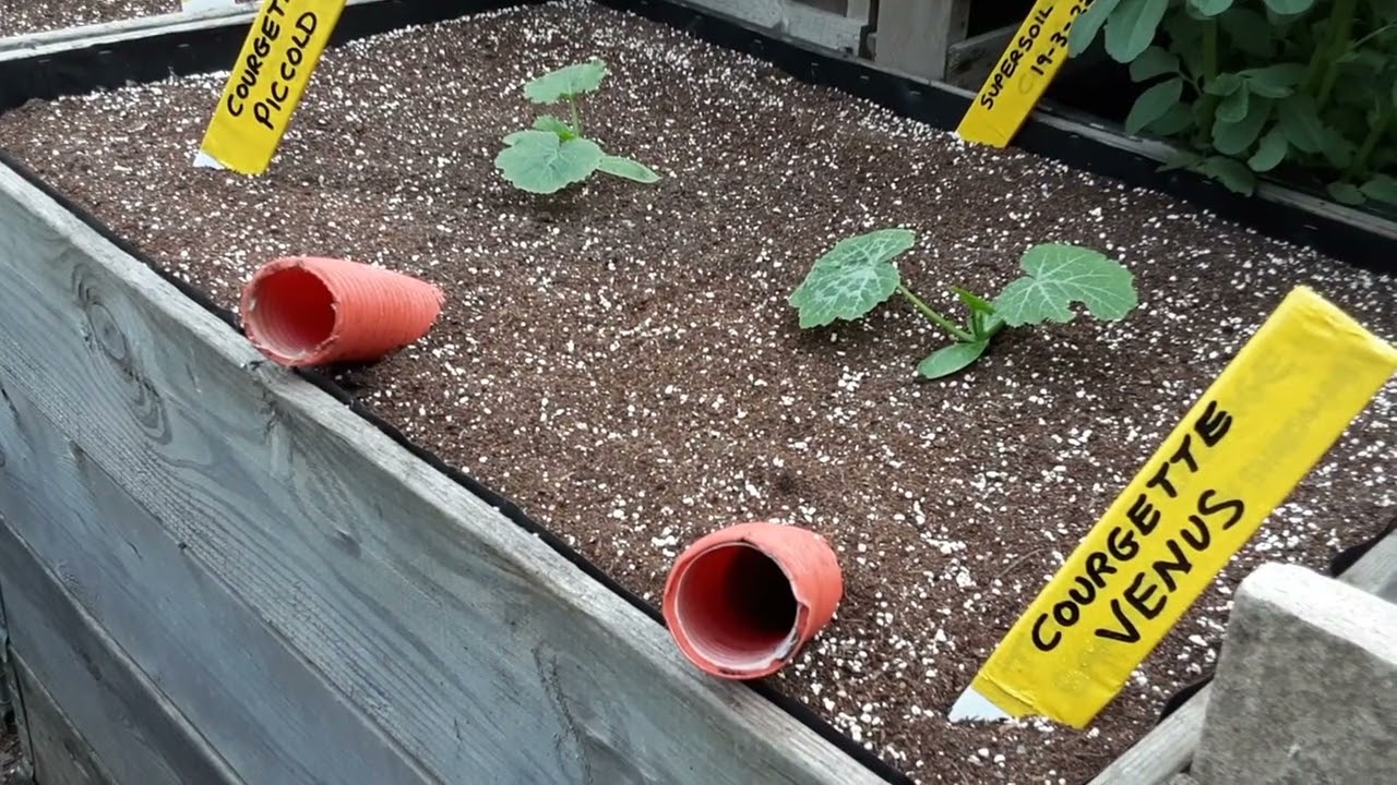 Как остановить гниение стебля или увядание 🌻 Огурцов 🌻 Кабачков 🌻 Советы Терри за минуту