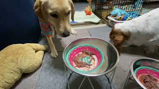 Max君＆Apollo君のドタバタ日記　Vo.7 by Basset Hound MAX君 とLabrador RetrieverのApollo君。 46 views 3 months ago 4 minutes, 43 seconds