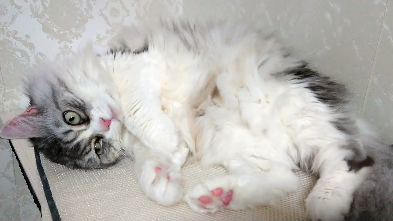寝そべる猫が肉球を見せる Youtube