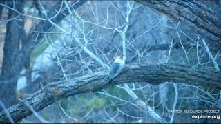 Decorah Eagles~Male Red Bellied Woodpecker Is Back_11.9.21