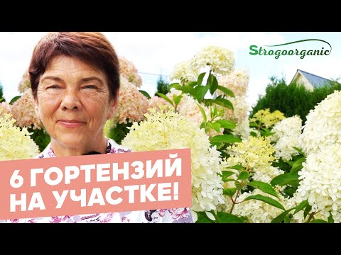 Такие гортензии захочет каждый садовод / Ученицы Strogoorganic