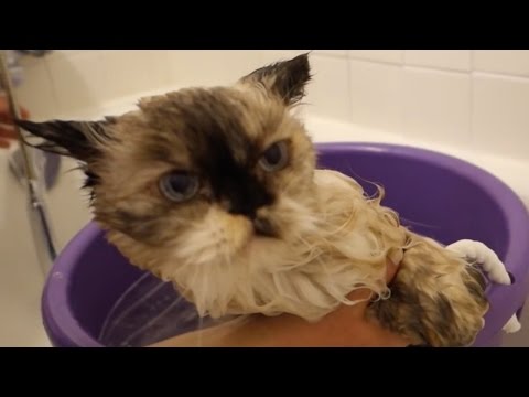 Video: How To Bathe A Fluffy Cat