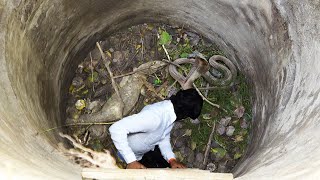 550 किलोमीटर दूर स्थित एक गांव में, हैरतंगेज कारनामा कैमरे में कैद हुआ।😱 Cobra Vs Lizard Rescue