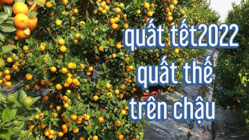 quất tết 2022 quất thế đẹp trồng chậu tại văn giang hưng yên