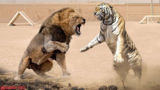 Lion VS Tiger - Tiger VS Lion Amazing Comparison! - Blondi Foks