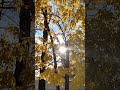 Золотая осень #осеннеенастроение #солнечныдень  музыка Сергей Чекалин #осень