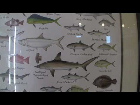 Fishes of the Southeast Atlantic Coast