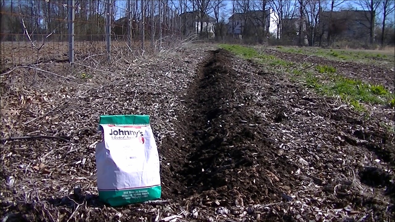 BREAKING the 1 RULE in WOOD CHIPS gardening. Can I plant directly into