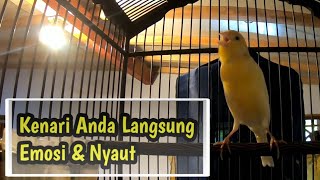 Suara Kenari Bikin Emosi \u0026 Langsung Nyaut