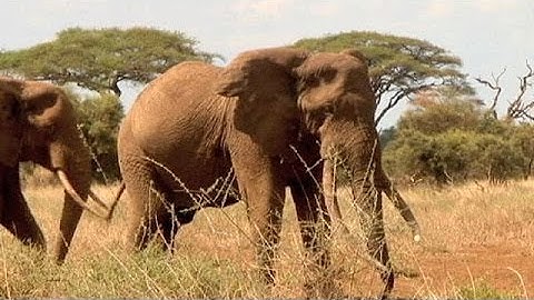 EU seeks wildlife trafficking crackdown