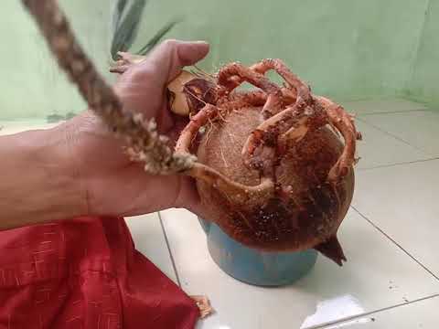 menyayat bonsai kelapa_perawatan Bonsai - YouTube