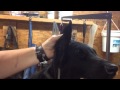 Flat-coated retriever grooming - ears & feet の動画、YouTube動画。