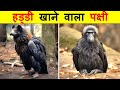 दुनिया का सबसे खतरनाक और अनोखा पक्षी। WORLD&#39;S MOST DANGEROUS AND UNIQUE BIRD.