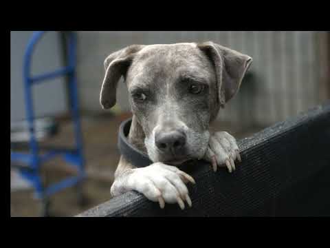 Video: Kaip ilgai gali būti gyvas šuo?
