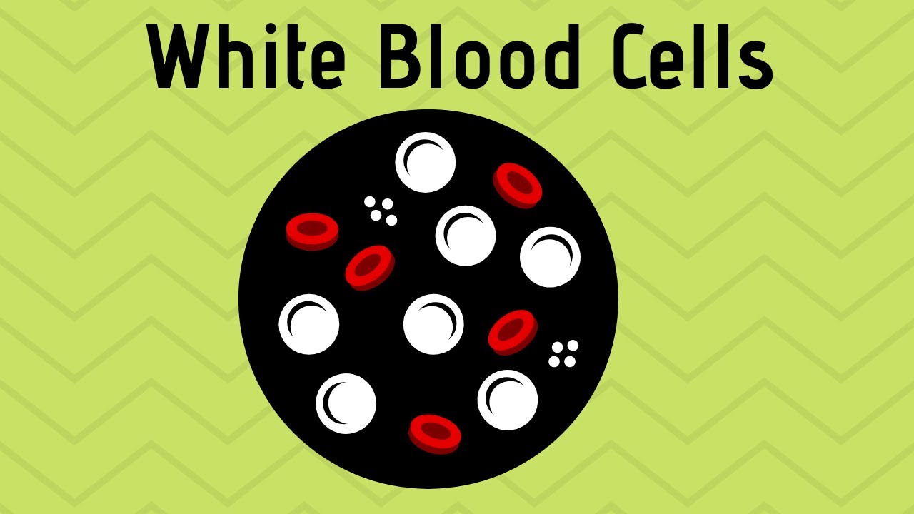 White Blood Cells T-cells and B-cells ( Cells of the immune system ...