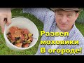 Моховики на дачном участке. Лодка, баня, самогон