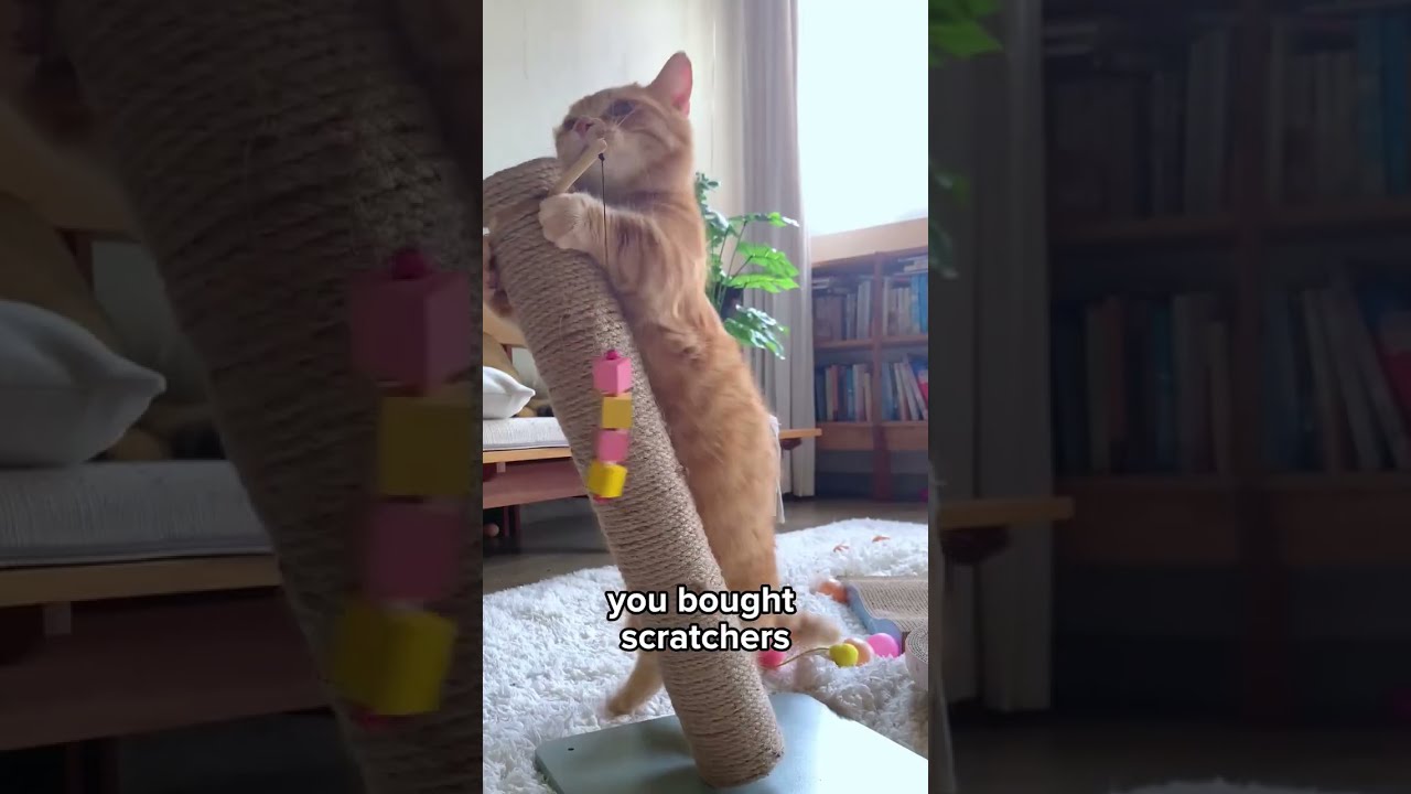 Transform Your Home with Peekaboo Cat Caves: The Ultimate Hideaway & Playhouse for Cats!