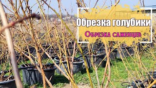 Обрезка голубики зимой.  Обрезка саженцев 1,5 года 3,5 года  и взрослых 8 летних кустов