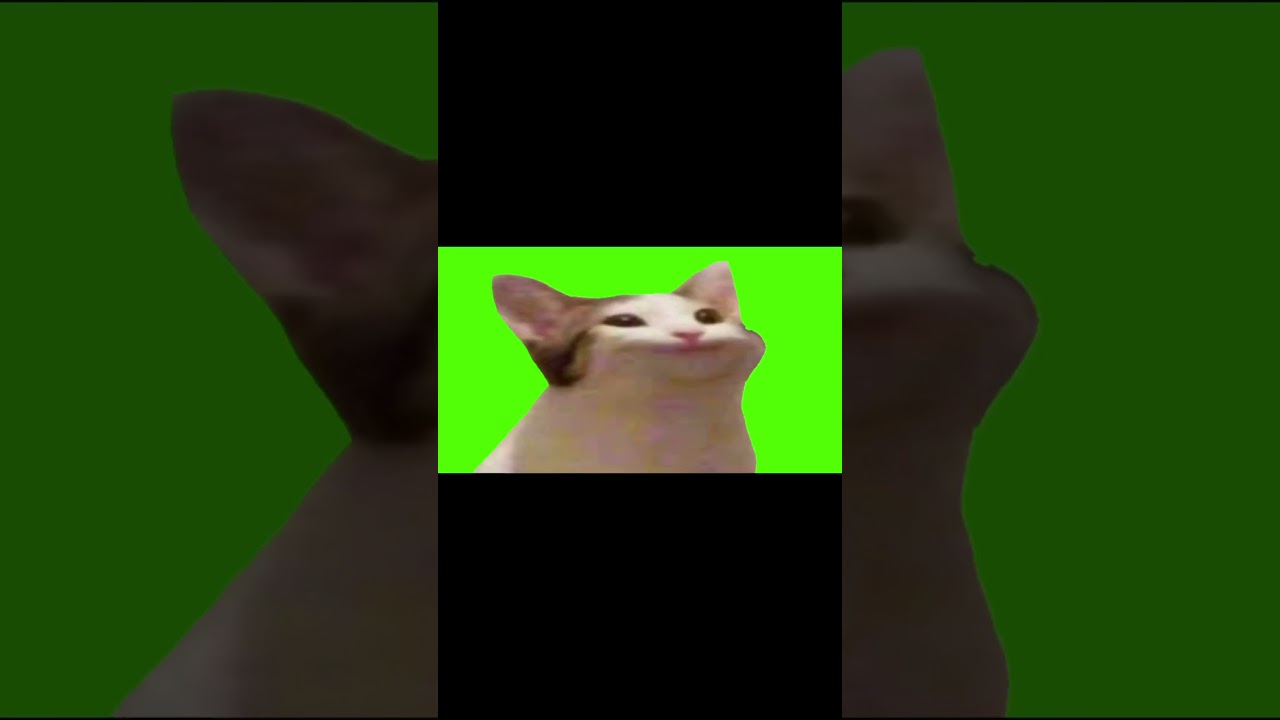 Made a Bop Cat meme.