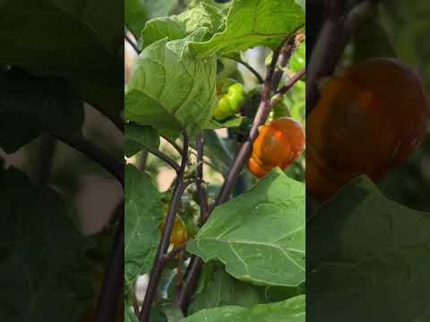 Video: Čo je tekvica na paličke: Ako pestovať okrasné baklažány