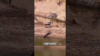Unexpected Animal Moments Caught On Camera