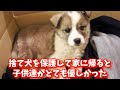 【運命】保護犬の子犬が家にやって来た！子供達のお出迎え