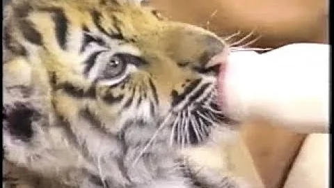 Jack Hanna Collection on Letterman, Part 1 of 11: ...