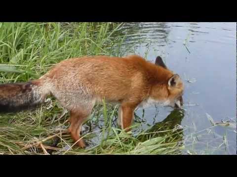 Wet feet (HD