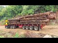 Extreme Dangerous   Wood Logging Truck  driving skill