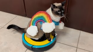 Rainbow Cat on Roomba 🌈 😻 | TexasGirly1979 by TexasGirly1979 1,231 views 2 years ago 1 minute, 7 seconds