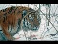 Amur Tiger In The Third Millennium Full-HD
