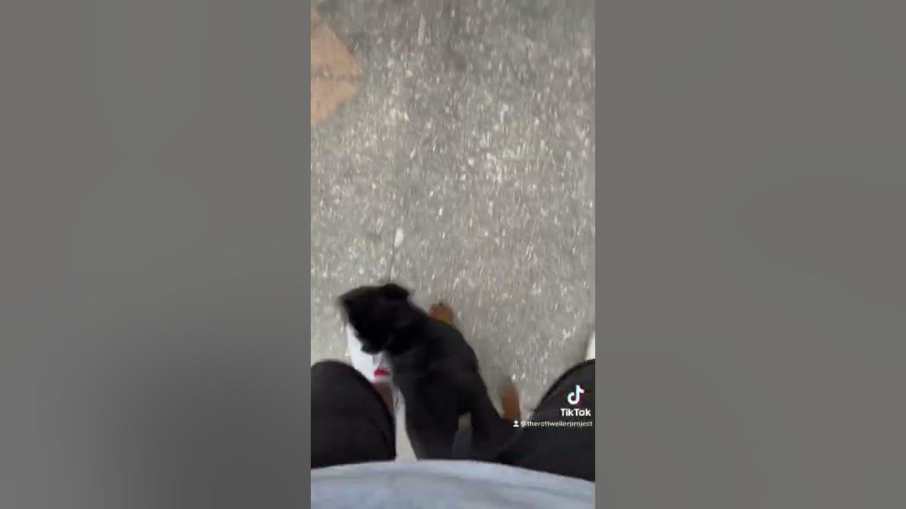 8-week-old-rottweiler-puppy-youtube