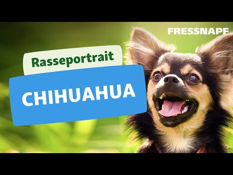 Rasseportrait: Chihuahua