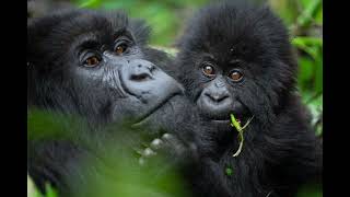 KWITA IZINA 2023: MU MAFOTO IREBERE ABANA B'INGAGI BISWE AMAZINA/ BABY GORILLAS NAMED AT KINIGI 2023