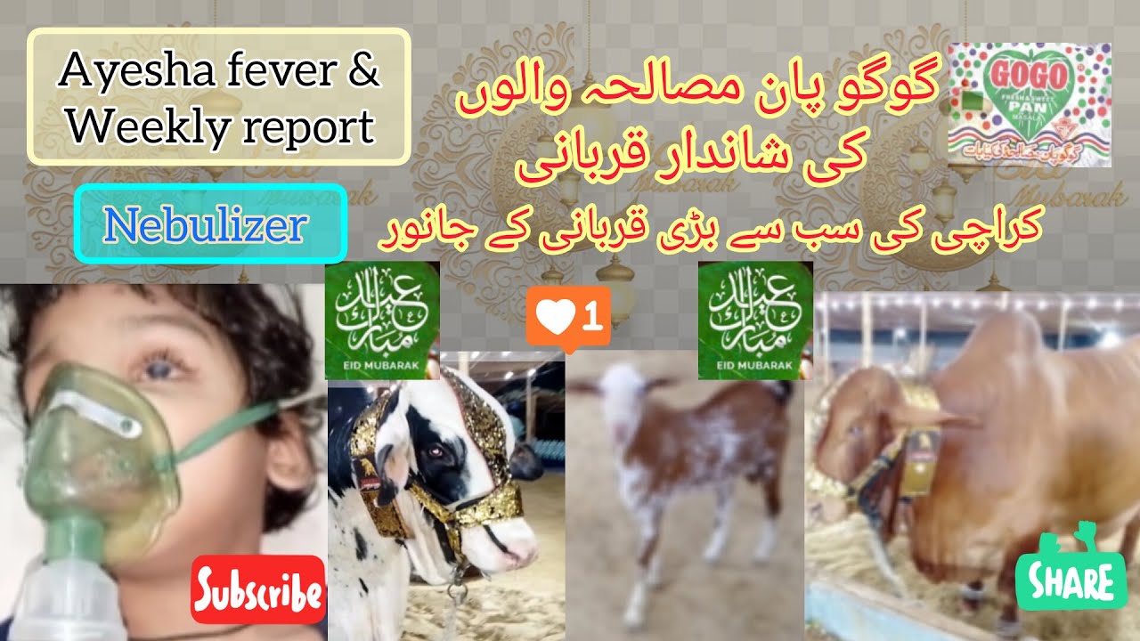 Ayesha Fever, weekly report | GOGO PAN Masalah | #eidmubarak |گوگو پان مصالحہ والوں کی شاندار قربانی