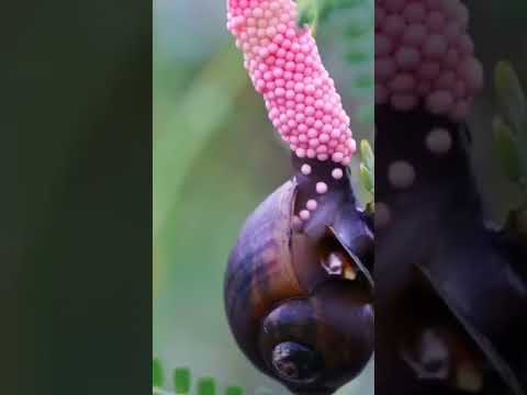 Vídeo: Por que os ovos de caracol são rosados?