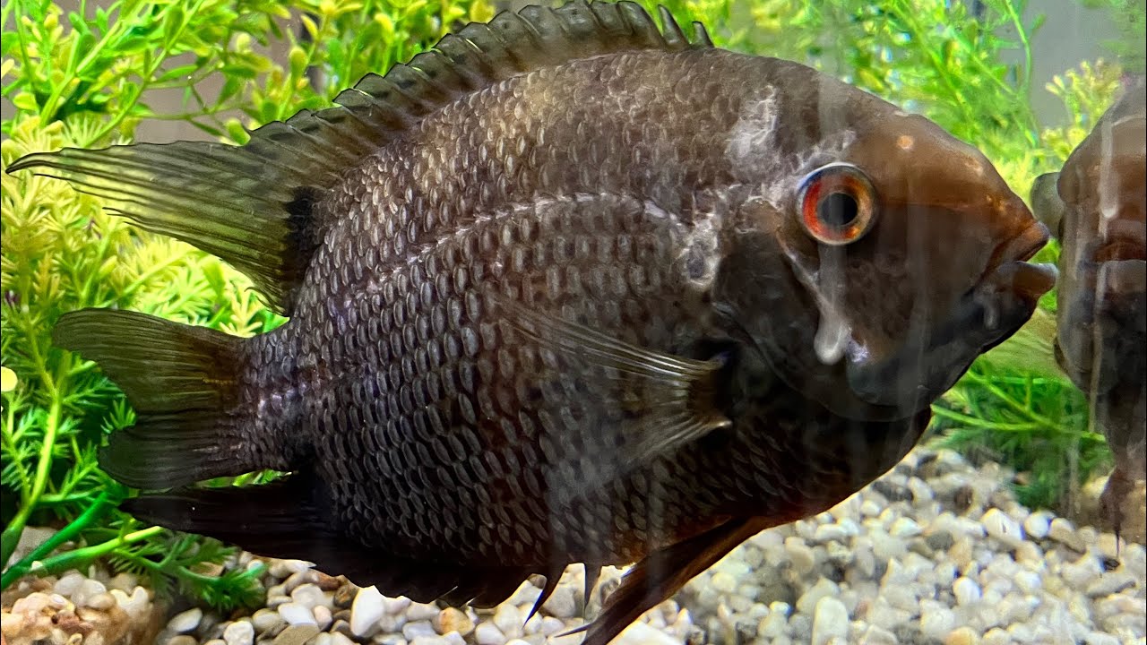 Rescuing A HUGE Severum Cichlid! 