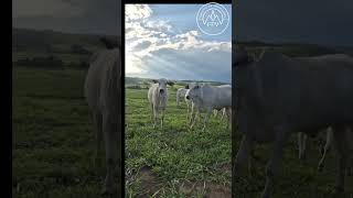 Fui voar e fui expulso pelos donos da Terra.