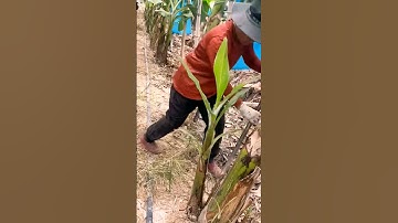 Ide Cerdas cara cepat membuang anak pohon pisang menggunakan alat yang unik #shorts