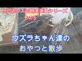 自己流ウズラ飼育体験シリーズ 5 ウズラちゃん達のおやつと散歩
