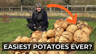 Grow Potatoes Without Digging | Incredible No Dig Potatoes
