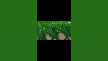 HOW TO COLOUR GRADING IN CAPCUT ✅👍 #capcut