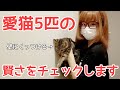 うちの子達は絶対天才!自信満々に愛猫5匹の賢さをチェックした結果・・・