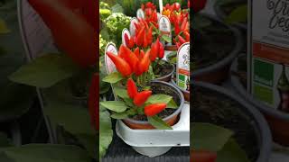 Red chillies?️ berlin blogger love europe travelvlog redchilli spicy fun nature germany