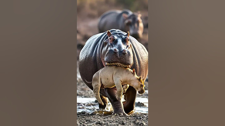 A hippo protects a human baby from being eaten by a lion