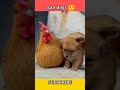 Cute puppycute dogidogi  puppyshubhampatelvlog cute puppy cutedogi dogi  puppy short