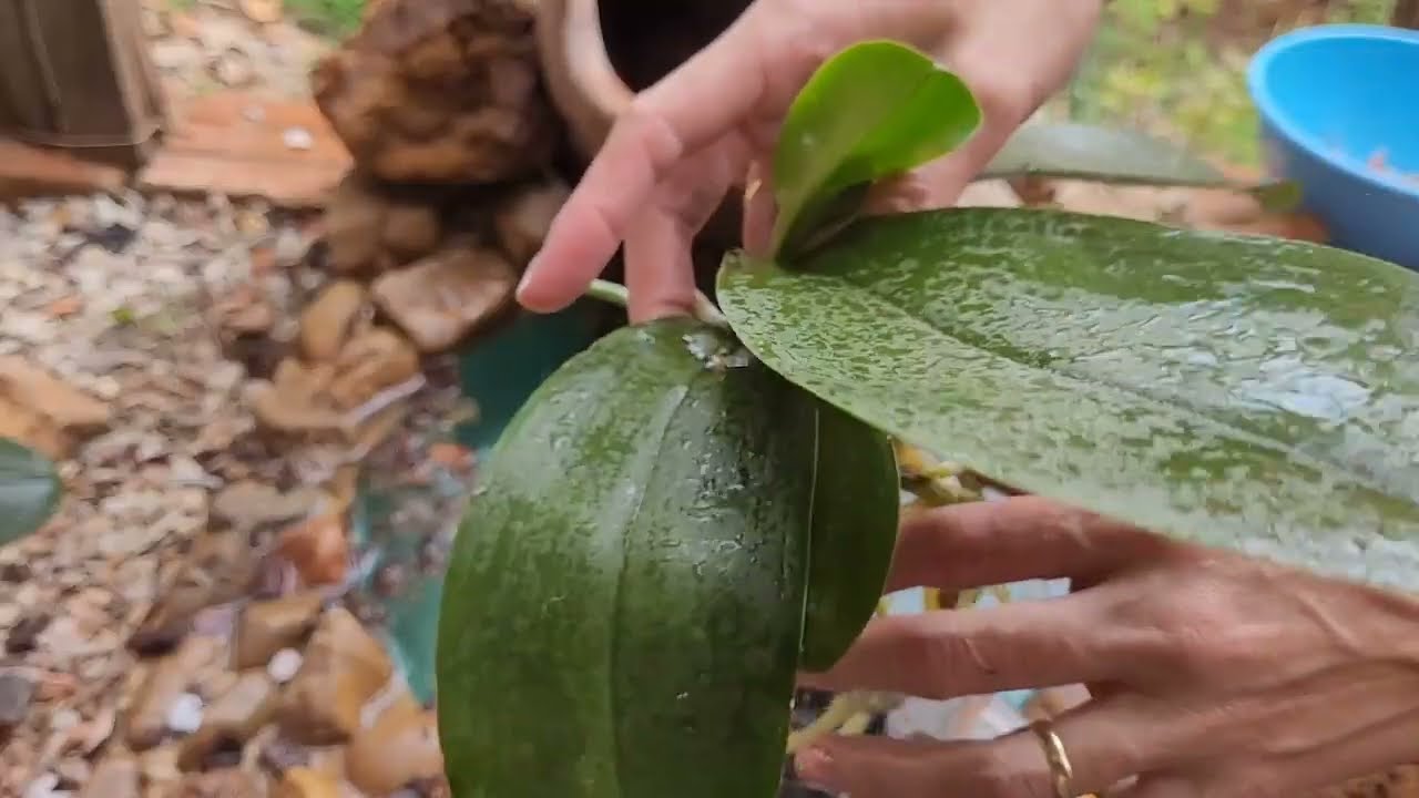 Replante de phalaenopsis saudável.